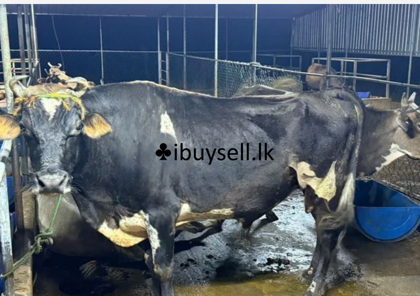 பசுக்கள்