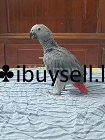 wmremove-transformed-1