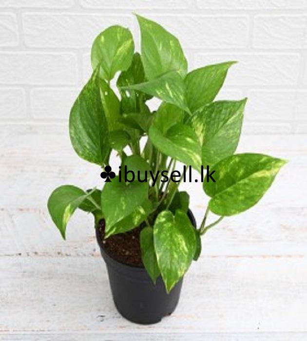 Money plant for sale