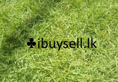 470136098_1135167235281942_7342150498193276391_n