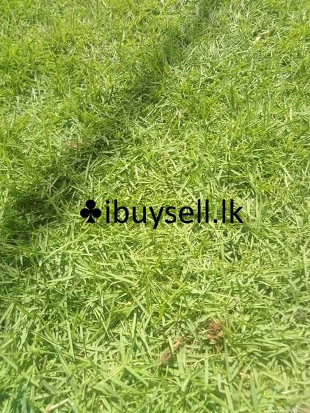 Grass Suppliers and Landscaping Service