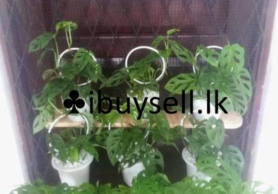 473156095_10224792770959405_1144966832663858961_n