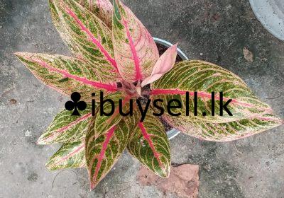 473678637_610101864841870_2758997389768784080_n