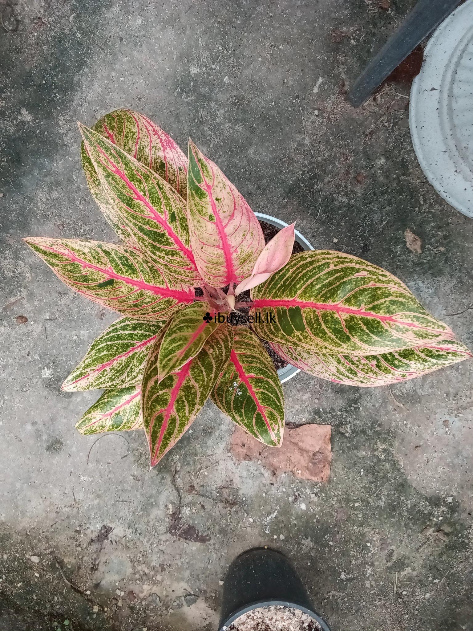 Aglonima plants package for sale -Diwulapitiya