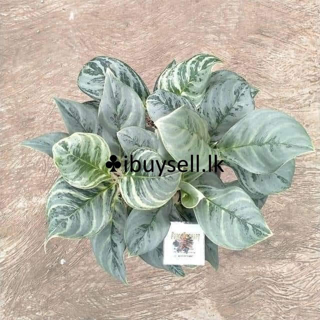 Aglonima plants package for sale -Diwulapitiya