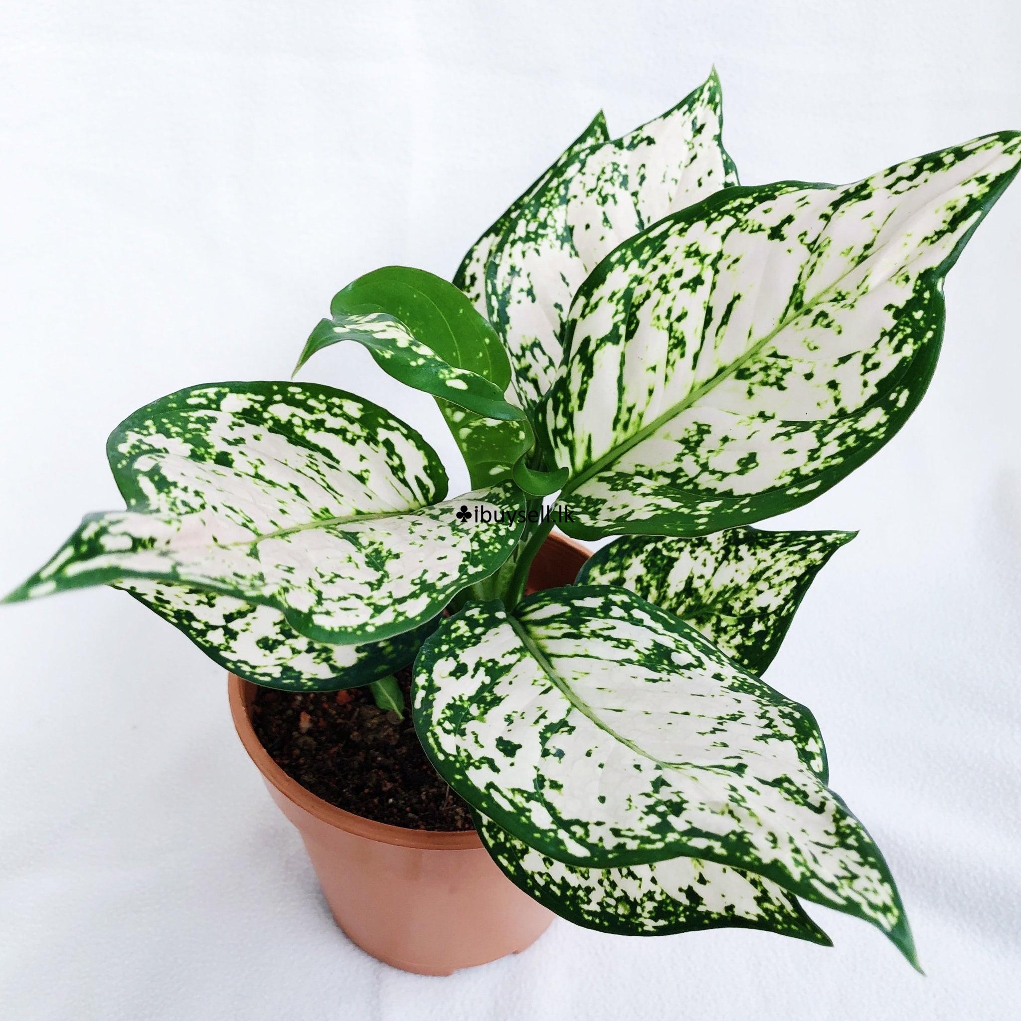 Aglonima plants package for sale -Diwulapitiya