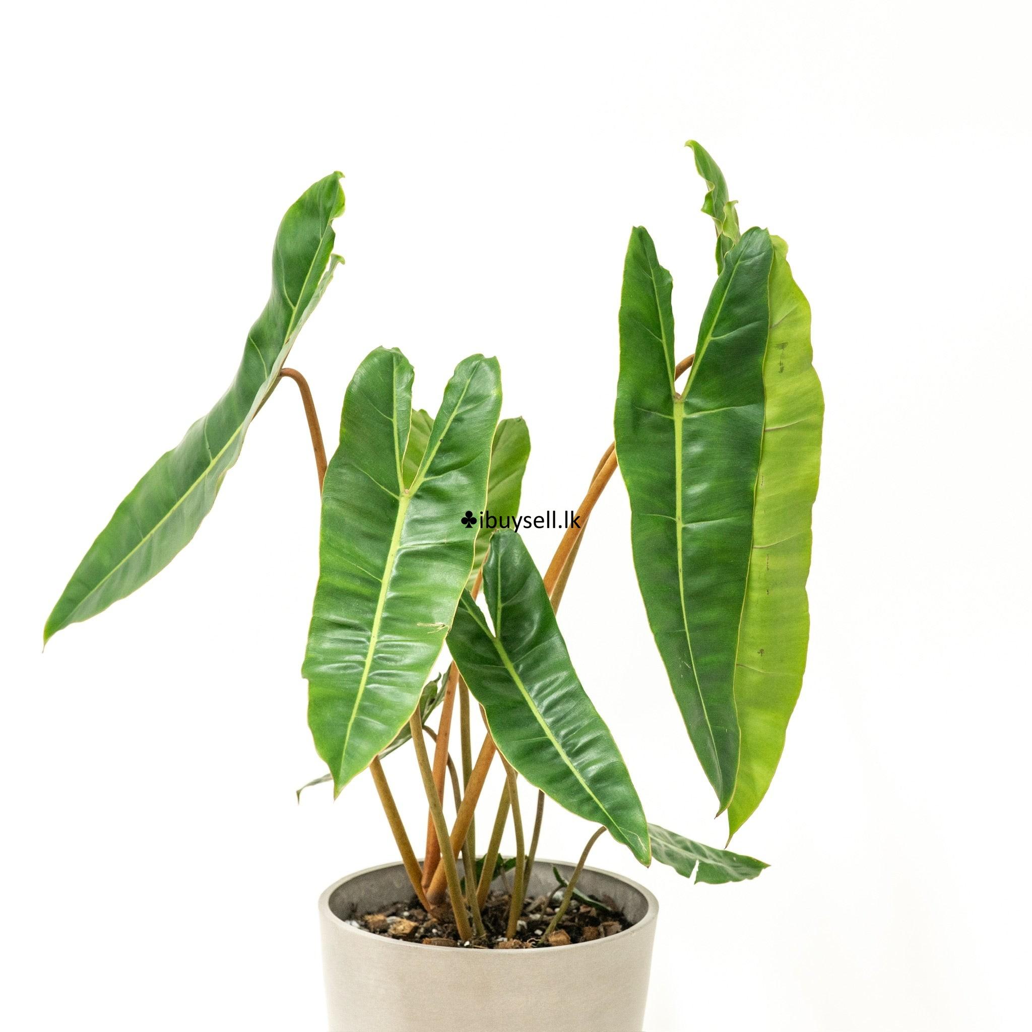 Philodendron package for sale