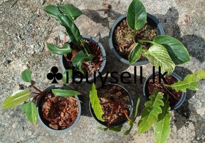 473814183_612192344632822_4314690733547403487_n