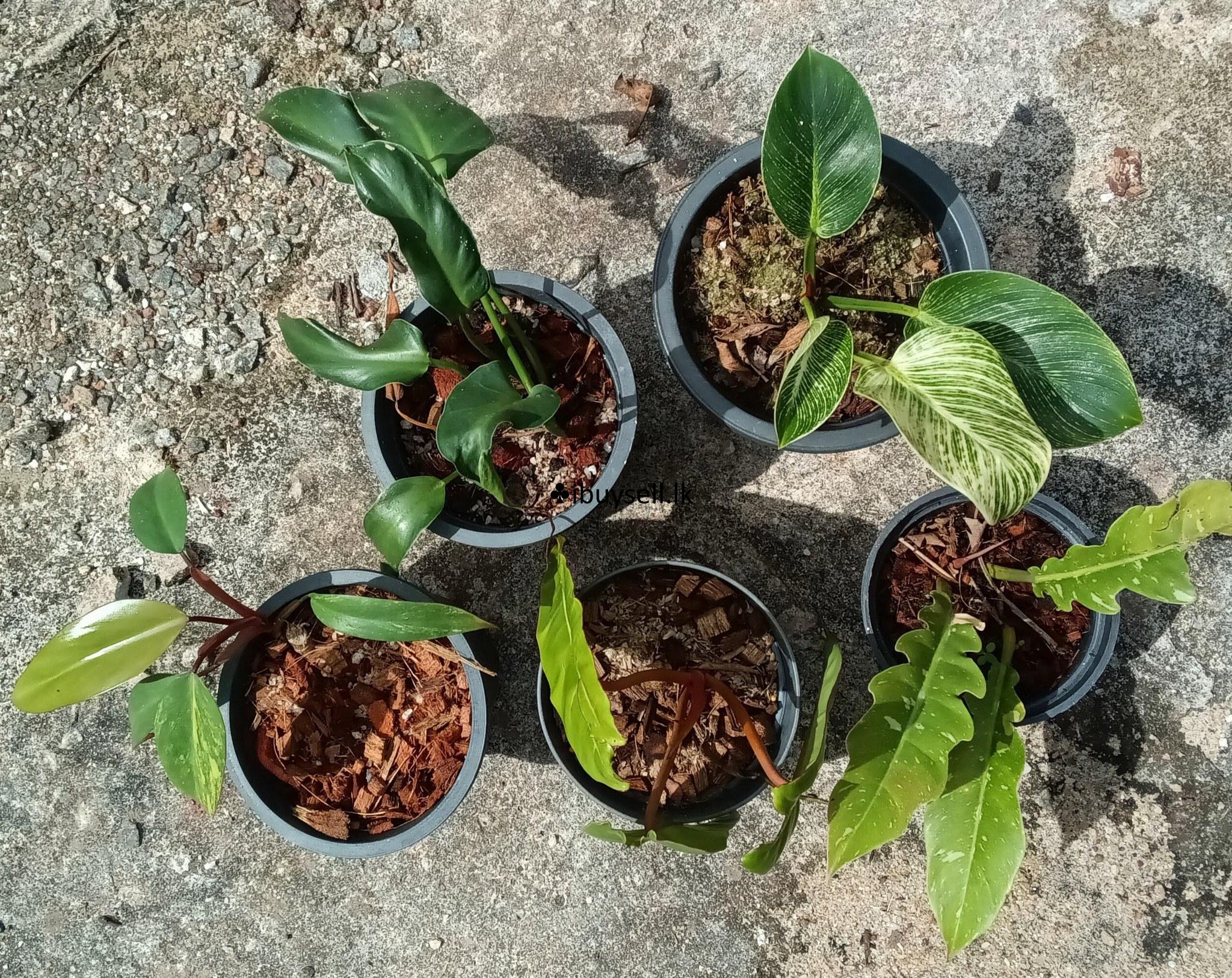 Philodendron package for sale