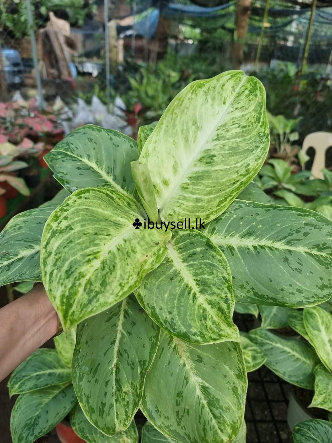 Aglonima plants package for sale -Diwulapitiya