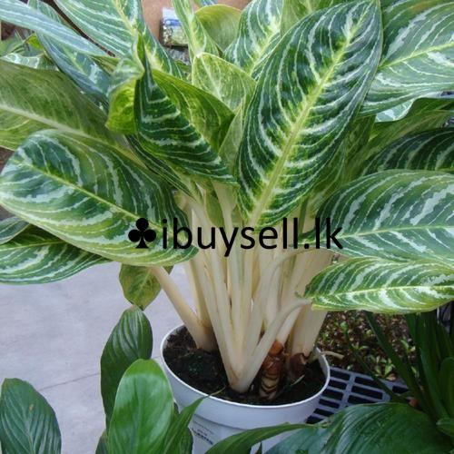 Aglonima plants package for sale -Diwulapitiya