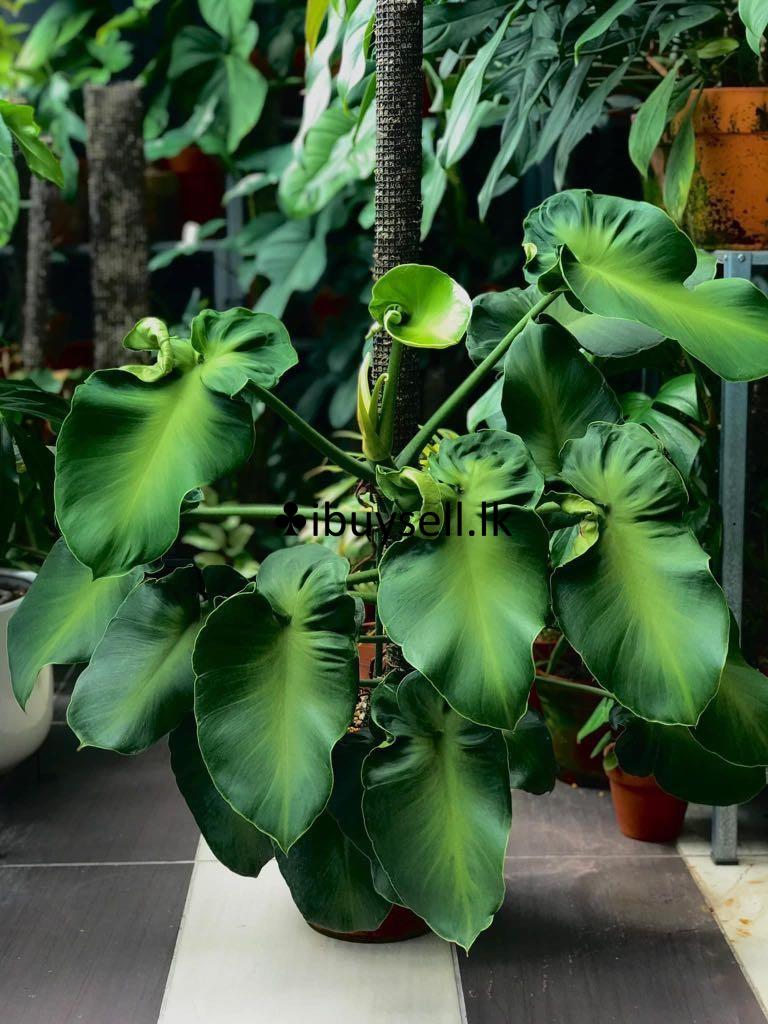 Philodendron package for sale