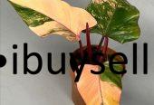 Philodendron package for sale