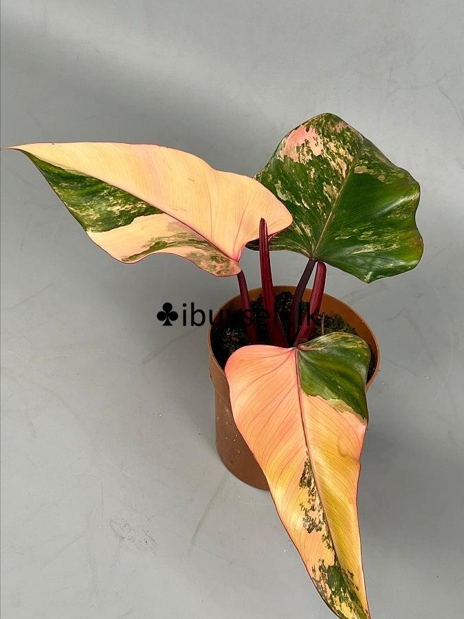 Philodendron package for sale