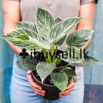 Philodendron package for sale