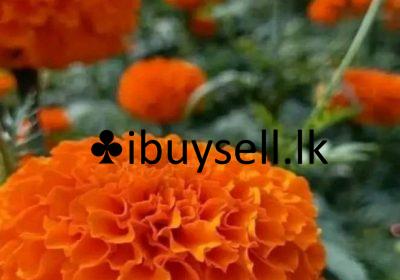 474870350_122118997718647313_3800452044272961523_n