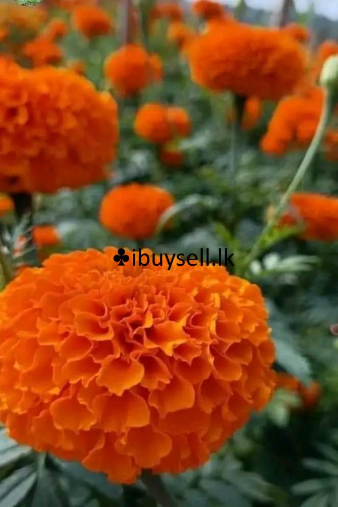 Daspethiya folwer  for sale