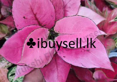 474874488_1451587572482951_4505154258915829946_n