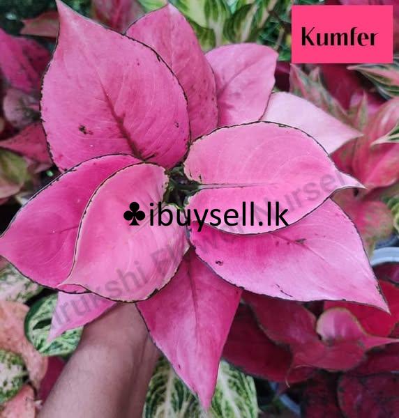 Aglonema Plants for sale!