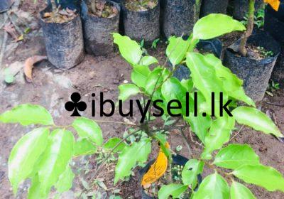 475462021_1013162117498447_8246382054084260510_n