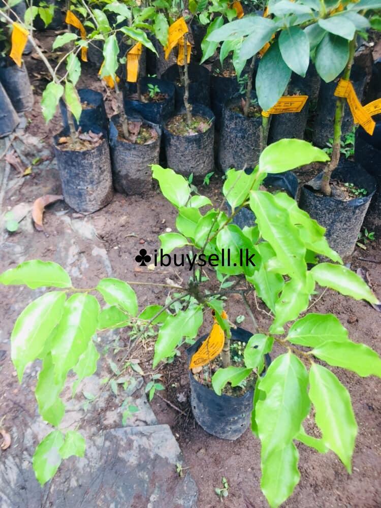 Gannoruwa throat for sale