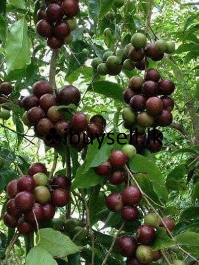 Gannoruwa throat for sale