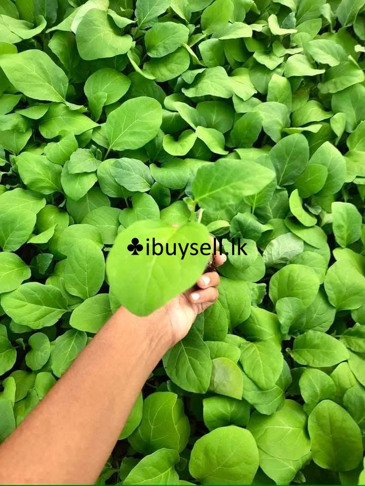 Plant  FOR SALE -Colombo