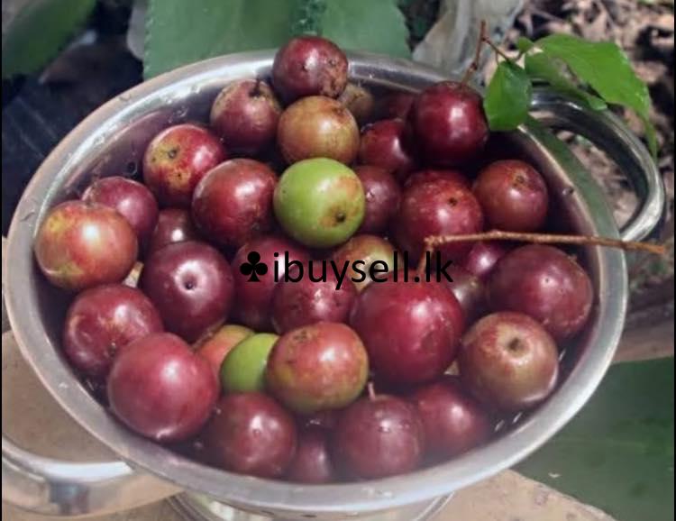 Gannoruwa throat for sale