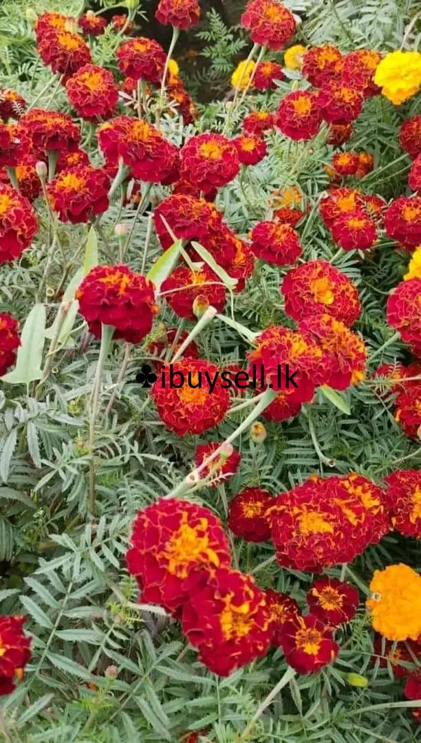 Daspethiya folwer  for sale