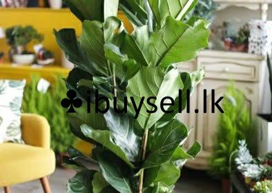 475756932_1298478218071058_4030226075547174436_n