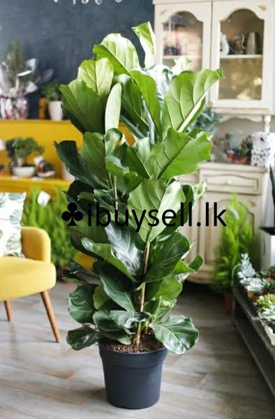 Fecus lyrata plants for sale