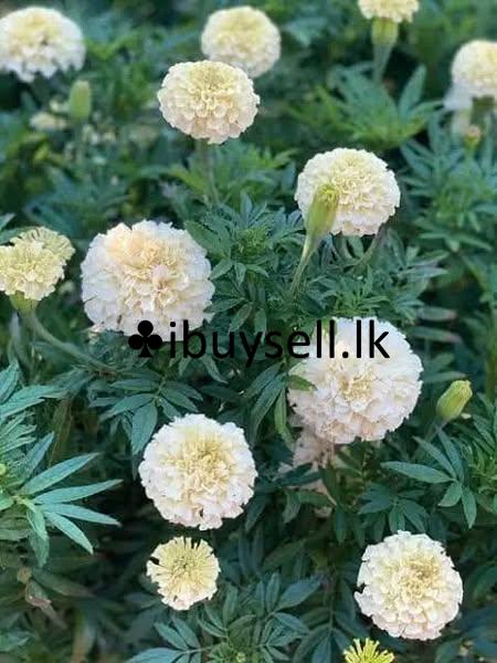 Daspethiya folwer  for sale