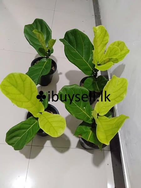 Fecus lyrata plants for sale