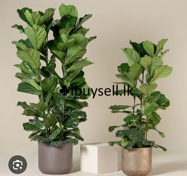 Fecus lyrata plants for sale