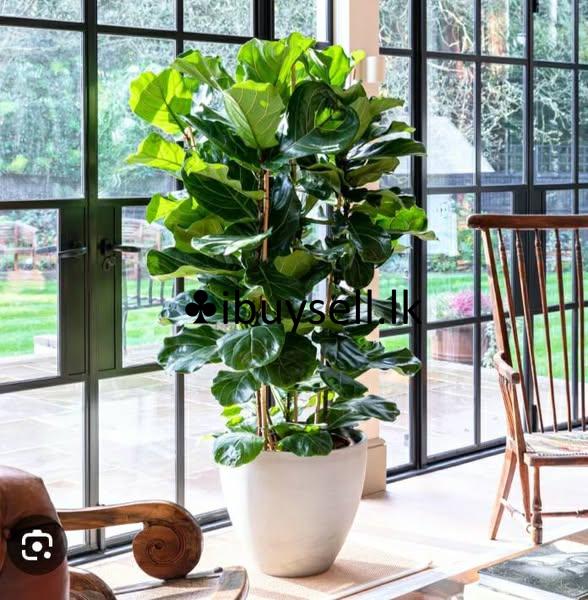 Fecus lyrata plants for sale