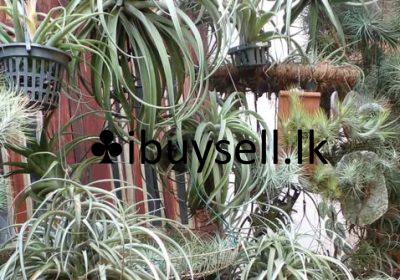 476333820_1337174163972219_3015850224180141957_n