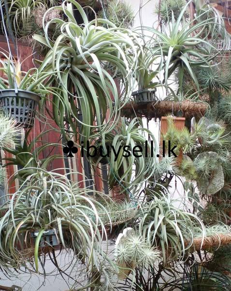 Air plantsFor Sale