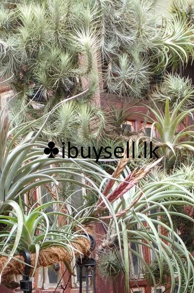 Air plantsFor Sale