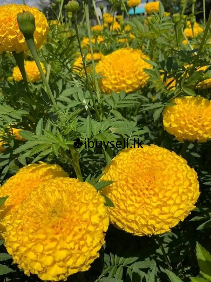 Daspethiya folwer  for sale