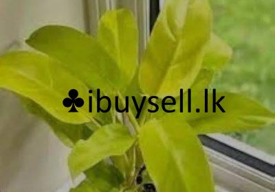 476632914_122169770744275659_9189798725651992428_n