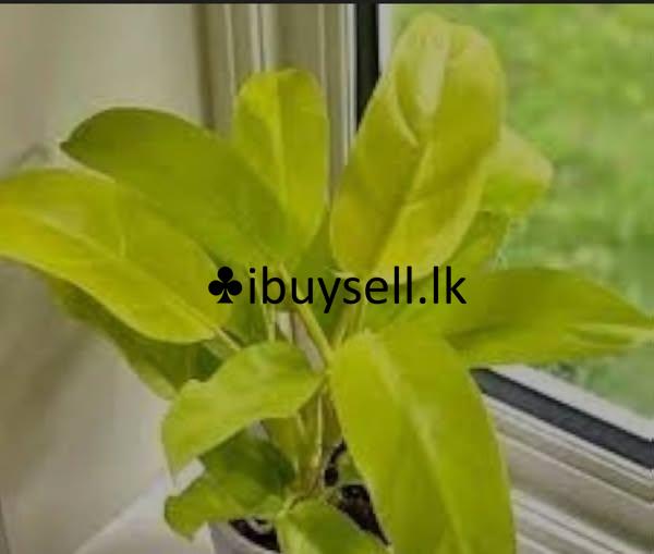 These types of plants are available for sale as mother plants and cuttings.