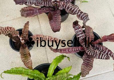 476638154_1152299256685565_1346092944364207522_n