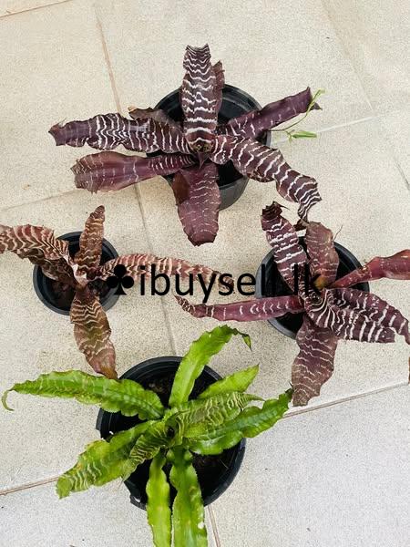 Plants for sale