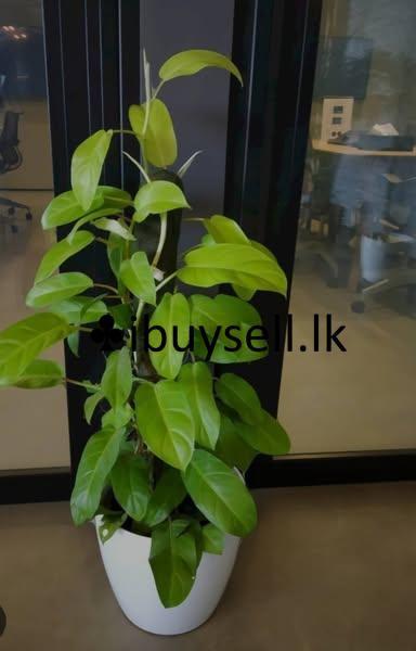 These types of plants are available for sale as mother plants and cuttings.