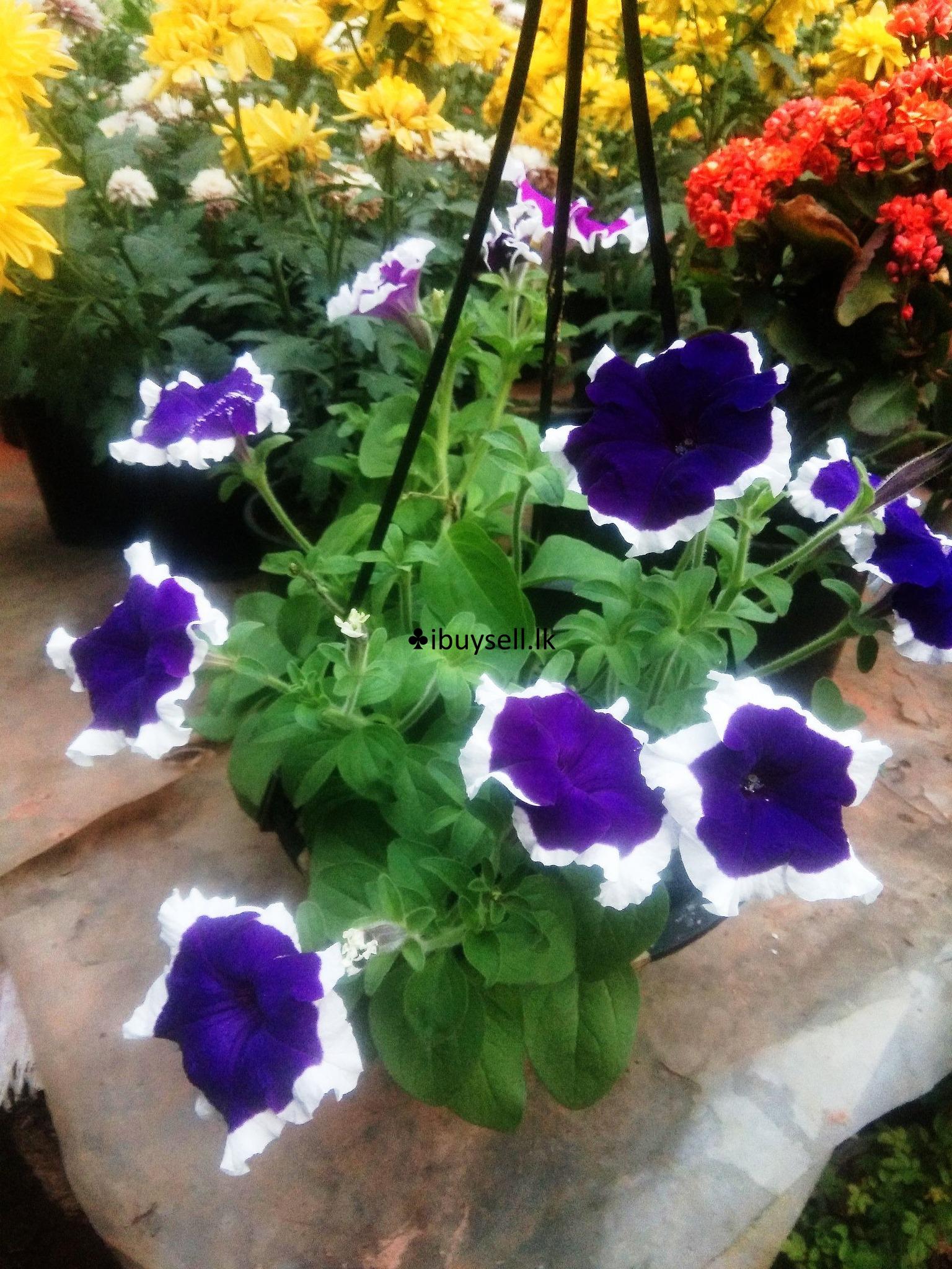 petunia hanging pots for sale