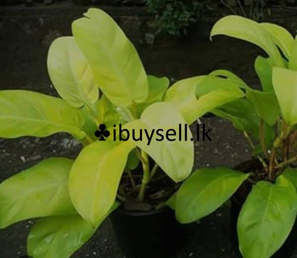 These types of plants are available for sale as mother plants and cuttings.