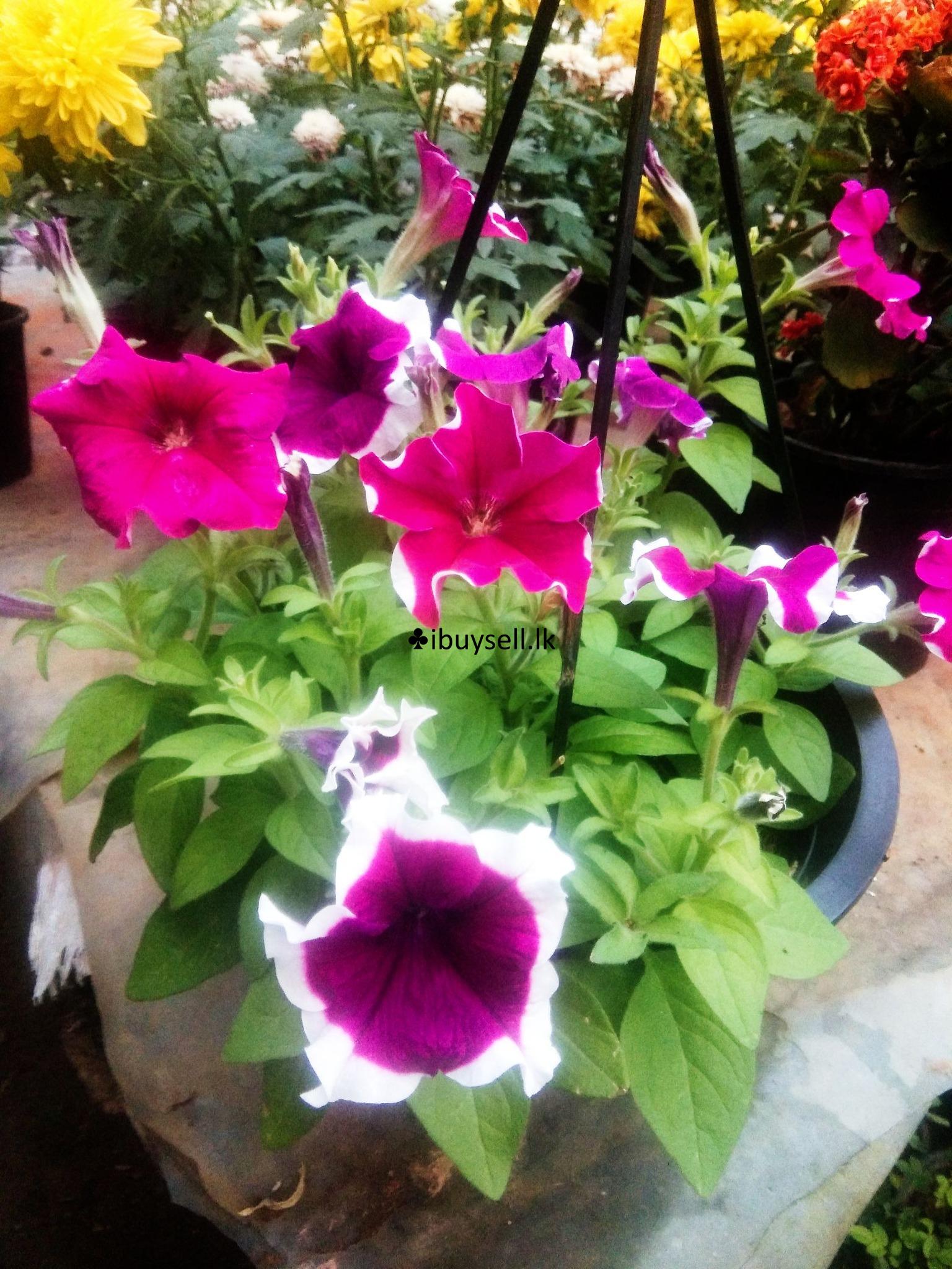 petunia hanging pots for sale