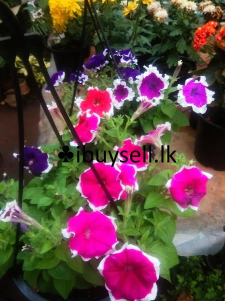 petunia hanging pots for sale