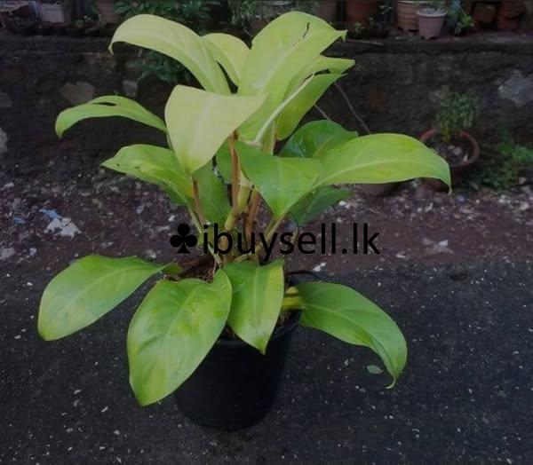 These types of plants are available for sale as mother plants and cuttings.