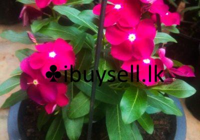 478821743_122135393090578685_6746113719905526499_n